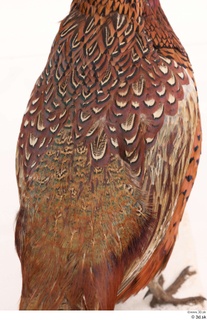 Pheasant  2 back 0002.jpg